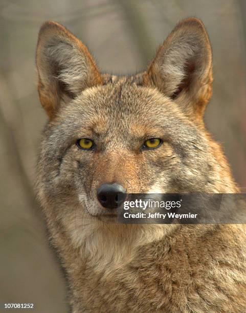 the eyes have it - coyote stockfoto's en -beelden