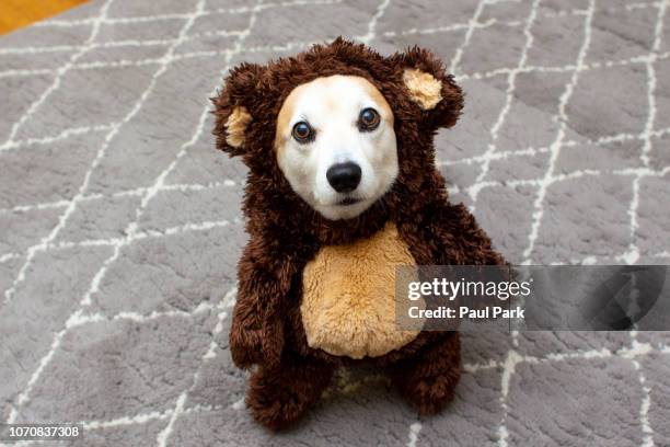 pembroke welsh corgi wearing a bear costume - abbigliamento per animali domestici foto e immagini stock