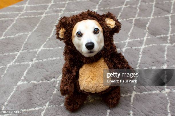 pembroke welsh corgi wearing a bear costume - bear suit 個照片及圖片檔