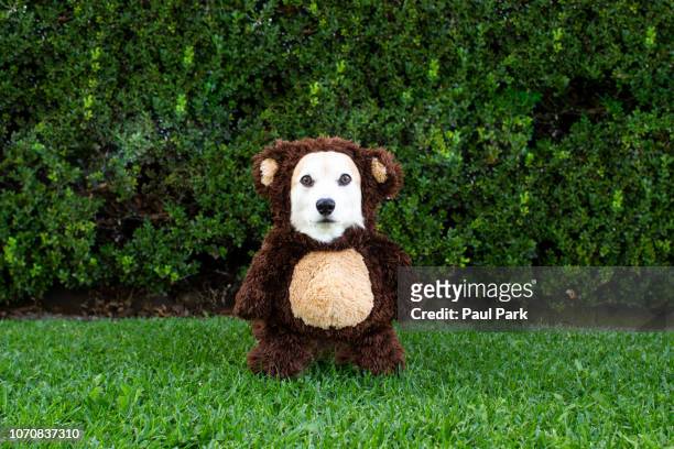 pembroke welsh corgi wearing bear costume in grass - halloween dog stock pictures, royalty-free photos & images