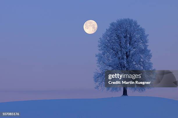 solitude lime tree (tilia spec.) with full moon. - pleine lune photos et images de collection