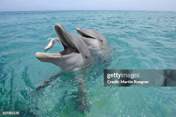 bottlenose dolphin (tursiops truncatus) with fish. - dolphin stockfoto's en -beelden