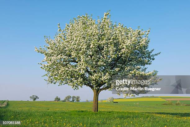 pear tree (pyrus spec.) in blossom. - perenboom stockfoto's en -beelden