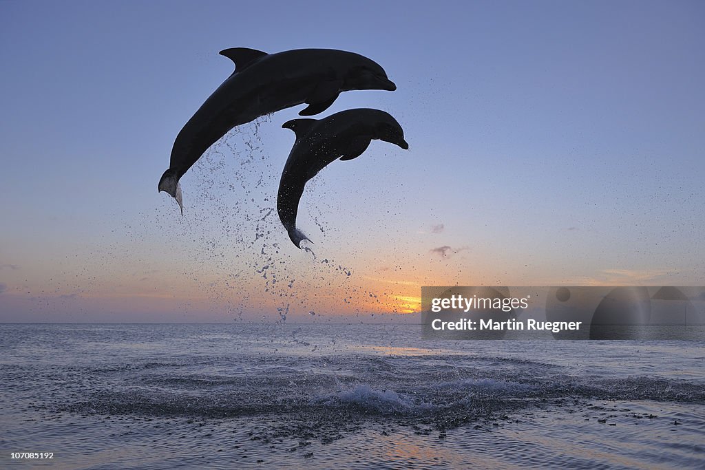 Bottlenose Dolphin (Tursiops truncatus).