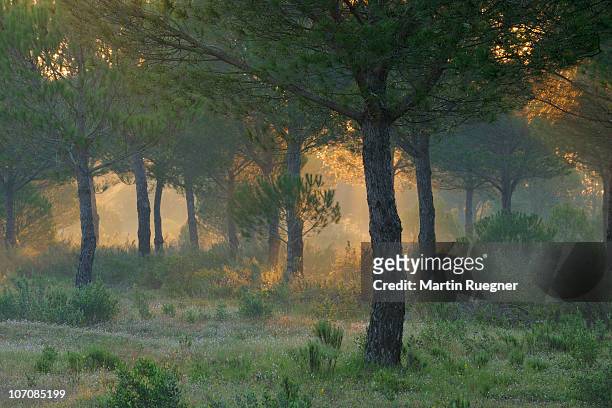 morning light in pine forest at donana park. - parque nacional de donana stock pictures, royalty-free photos & images
