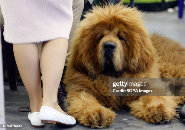 Dog of the Tibetan Mastiff breed is seen during the Crystal Cup of Ukraine 2018 Dog show.