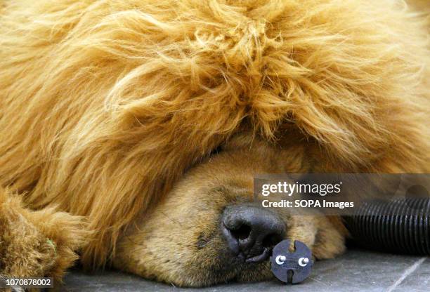 Dog of the Tibetan Mastiff breed is seen during the Crystal Cup of Ukraine 2018 Dog show.