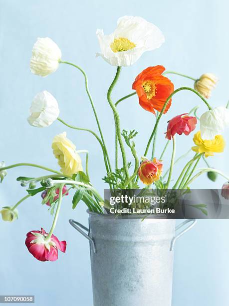 poppies - poppies in vase stock pictures, royalty-free photos & images