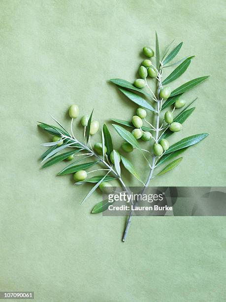 olive branch on green background - ramo di ulivo foto e immagini stock