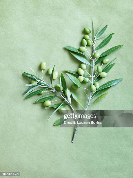 olive branch on green background - olive leaf stock pictures, royalty-free photos & images