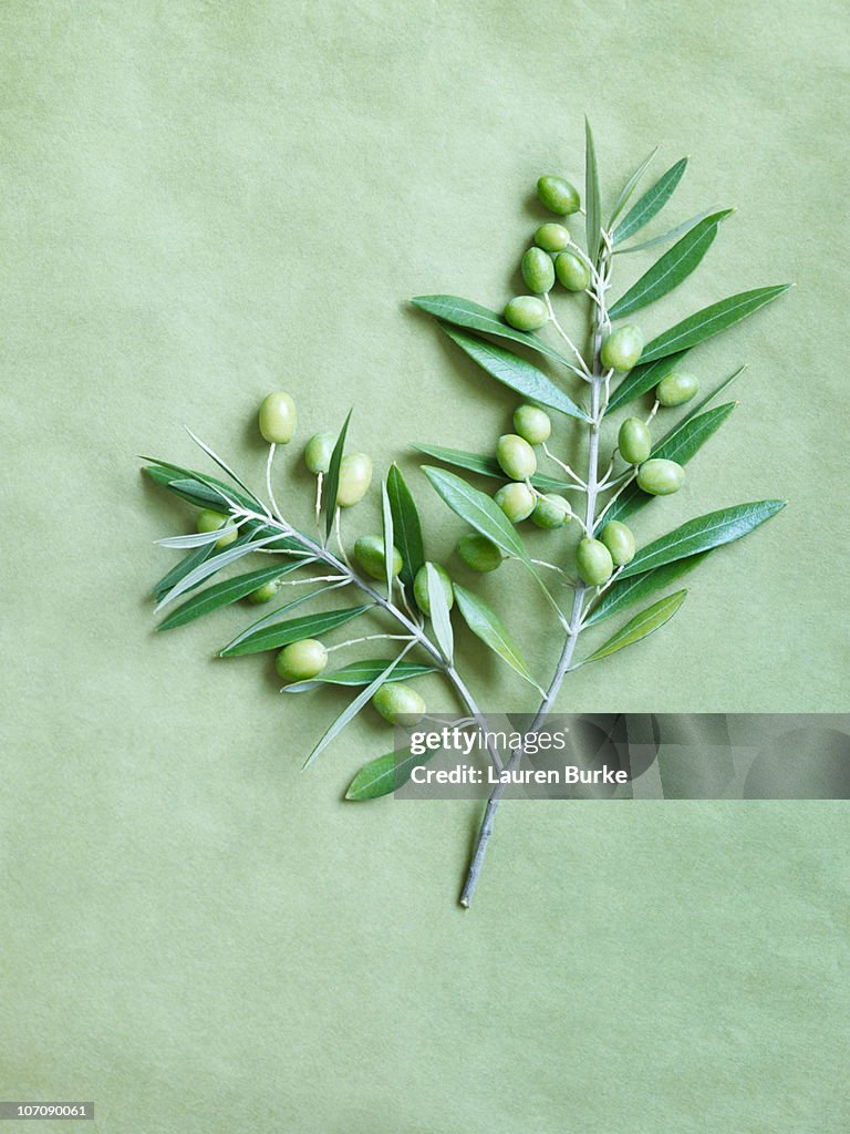 Olive Branch on green background