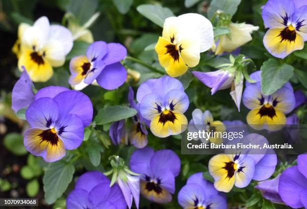 pansies - pansy stock-fotos und bilder