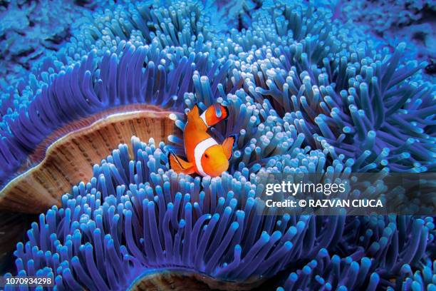 clownfish - corail photos et images de collection