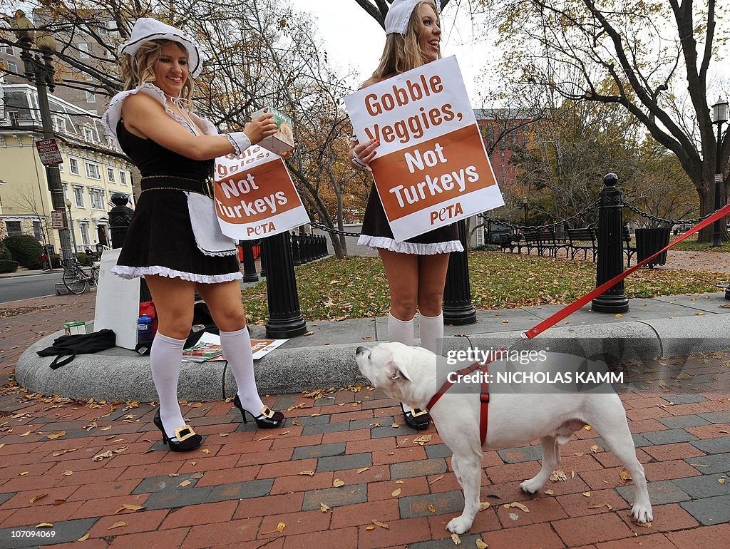 A dog looks at activists of animal right
