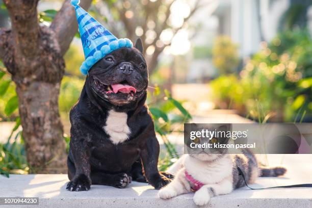 cute brindle french bulldog with birthday hat and his scottish fold cat friend in a park during day - happy birthday cat stock pictures, royalty-free photos & images