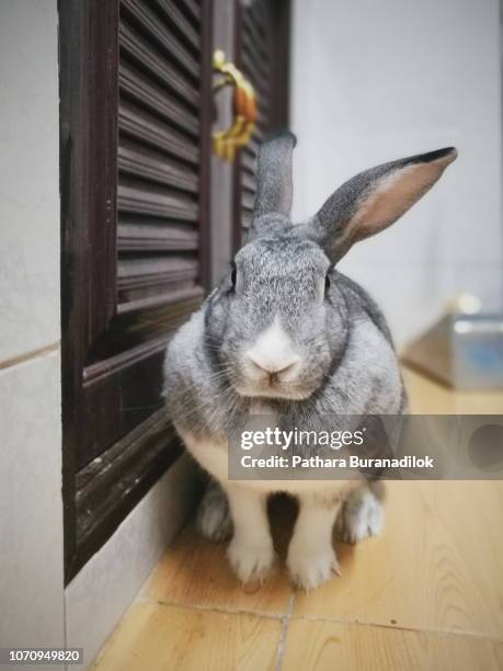 chubby rabbit - vet with kitten stockfoto's en -beelden