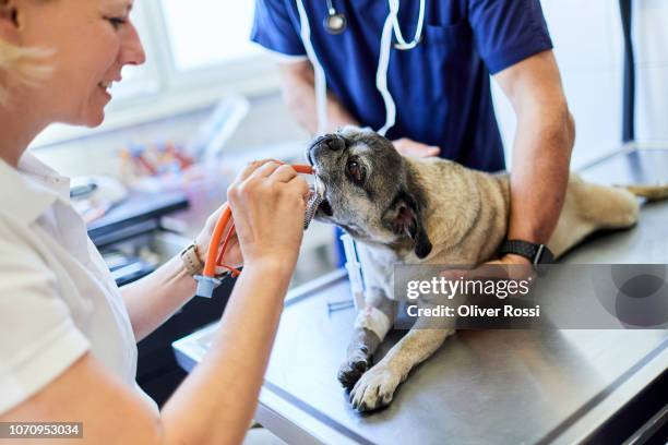 244 Dog Anesthesia Photos and Premium High Res Pictures - Getty Images 244 Dog Anesthesia Photos and Premium High Res Pictures - Getty Images