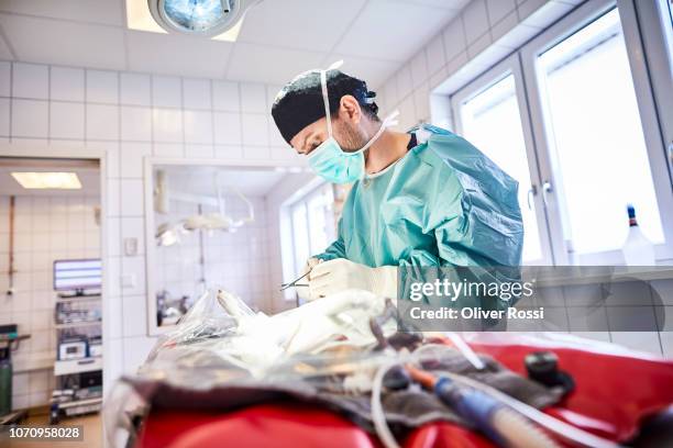 portrait of a veterinarian during an operation in animal hospital - castration stockfoto's en -beelden