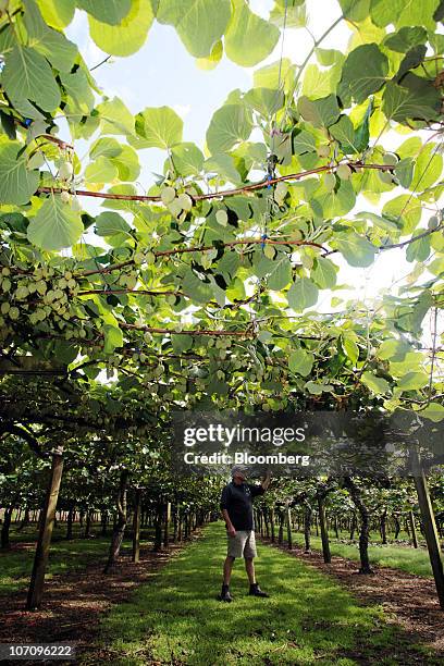 Employee Simon Elton checks over kiwifruit prior to giving a tour of the orchard at the Kiwi360 theme park, in Te Puke, New Zealand on Monday, Nov....