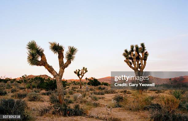 joshua trees in the landscape - josuabaum stock-fotos und bilder