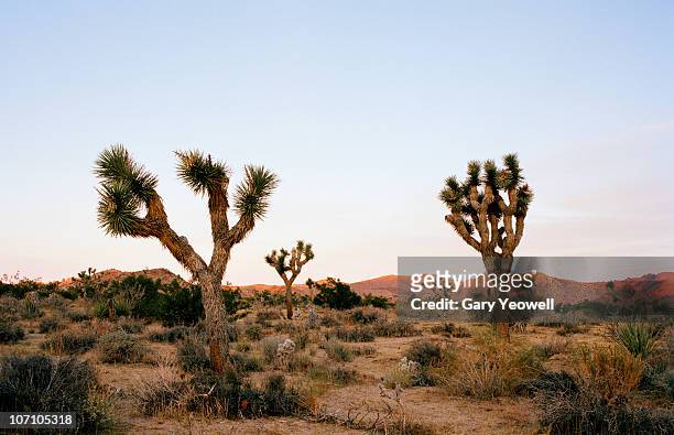 joshua trees in the landscape - joshua tree stock pictures, royalty-free photos & images