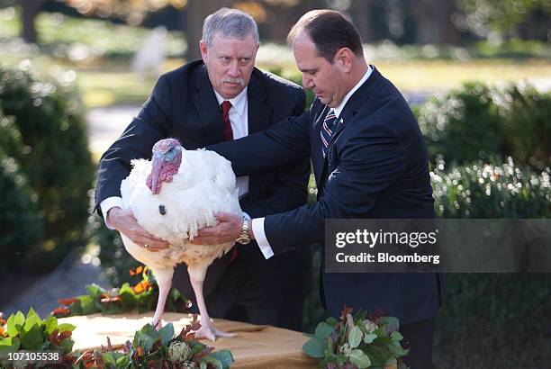 Yubert Envia, president of the National Turkey Federation, right and Ira Brister of Foster Farms hold onto Apple, the National Thanksgiving Turkey,...