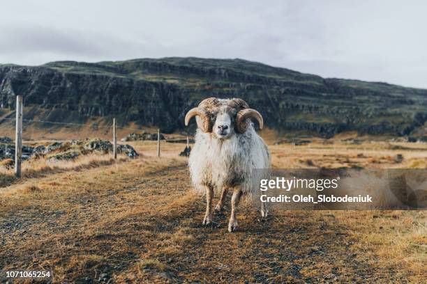 front view of old ram on farm in iceland - ram stock pictures, royalty-free photos & images