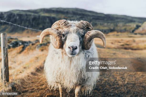 vista frontale del vecchio ariete in fattoria in islanda - agnello animale foto e immagini stock