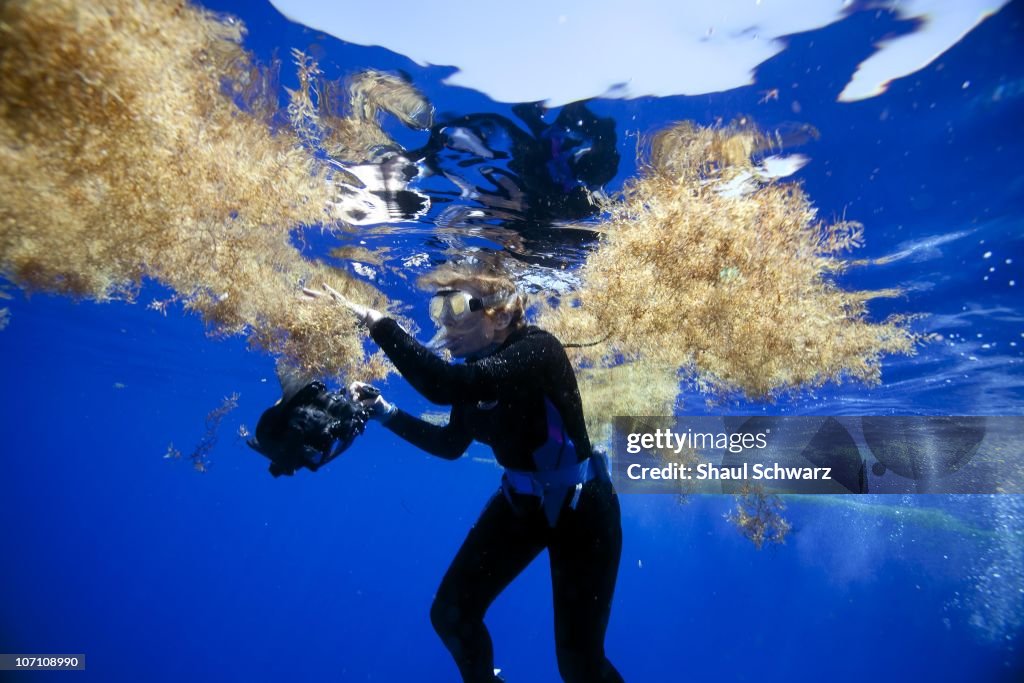 Sylvia Earle Mission Blue