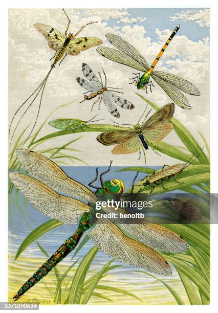 insekten - mayfly stock-grafiken, -clipart, -cartoons und -symbole