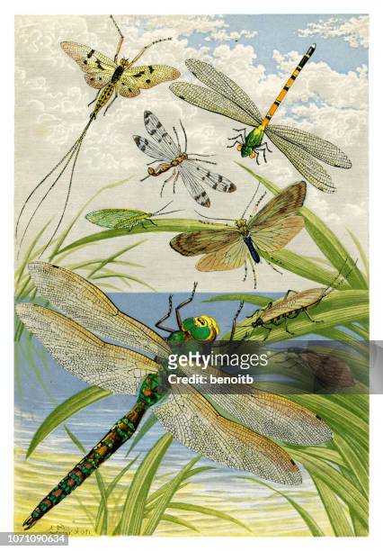 illustrations, cliparts, dessins animés et icônes de insectes - libellule