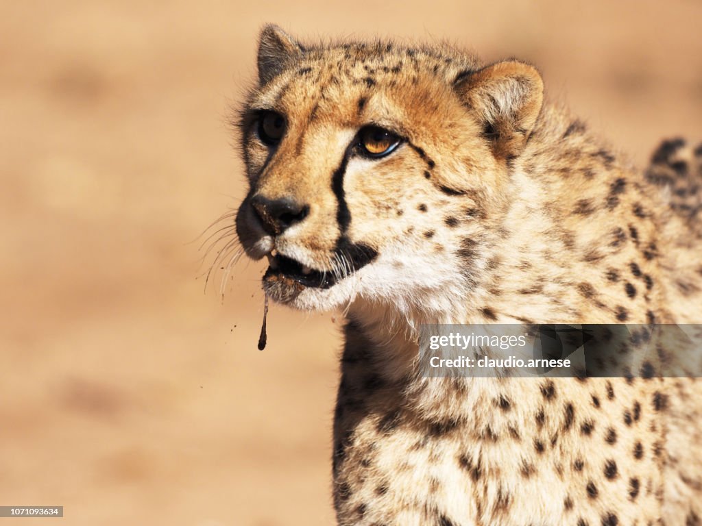 Ghepard in the wild