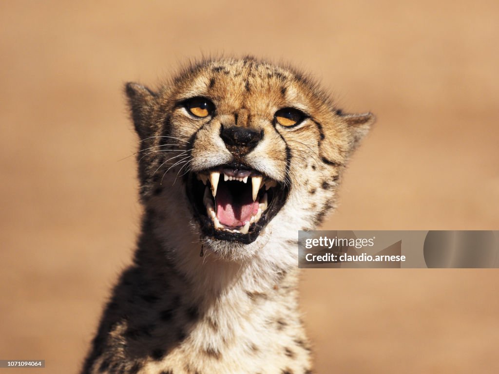 Ghepard in the wild