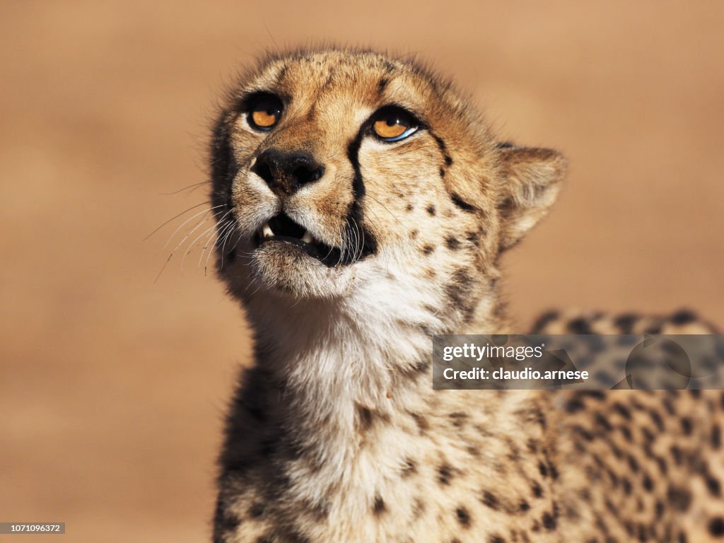 Ghepard in the wild