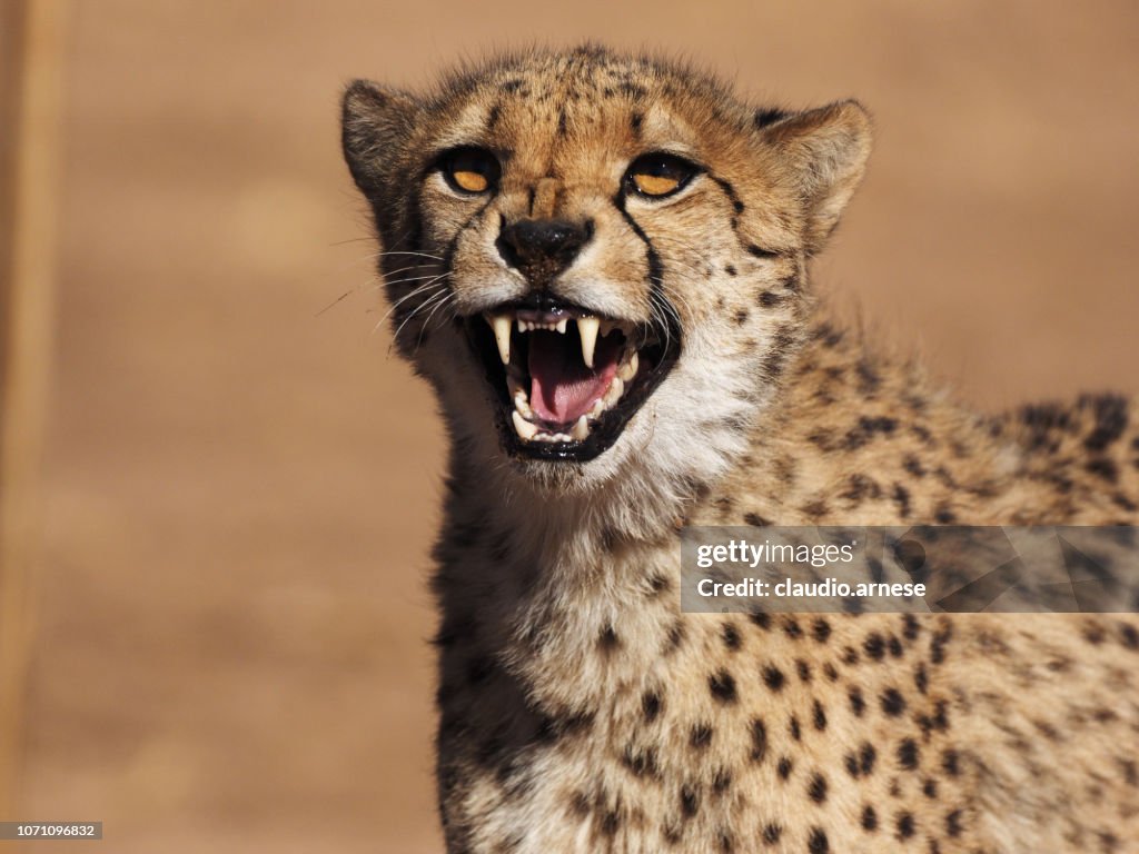 Ghepard in the wild