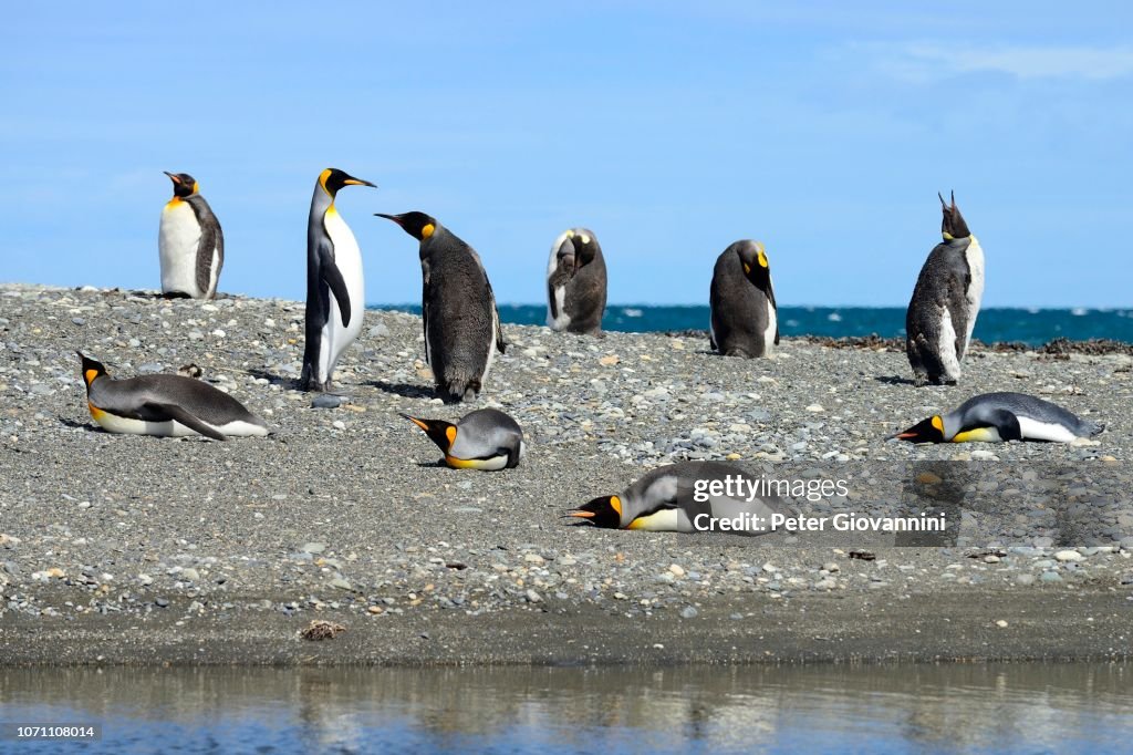 Bahia Inutil King Penguins Colony On Gravel Bank At Bahia Inutil Parque Pingueino ...