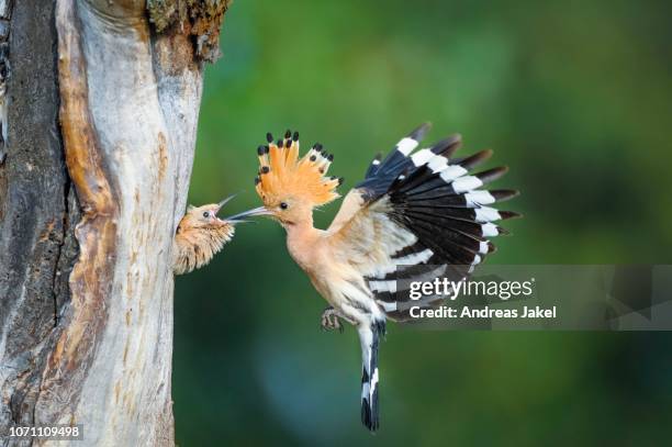 hoopoe (upupa epops) feeding a young bird on the nesting hole, cottbus, brandenburg, germany - hoopoe stock pictures, royalty-free photos & images