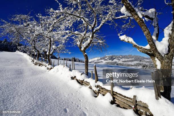 gruberberg, hopfgarten, snowy fruit trees, kitzbueheler alps, tyrol, austria - hopfgarten stock pictures, royalty-free photos & images