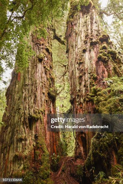 fitzroya (fitzroya cupressoides) overgrown with moss and lichen, temperate rainforest, carretera austral, pumalin park, chaiten, region de los lagos, patagonia, chile - fitzroya stock pictures, royalty-free photos & images