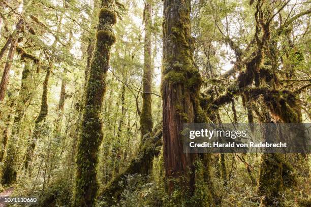 fitzroya (fitzroya cupressoides) overgrown with moss and lichen, temperate rainforest, carretera austral, pumalin park, chaiten, region de los lagos, patagonia, chile - fitzroya stock pictures, royalty-free photos & images