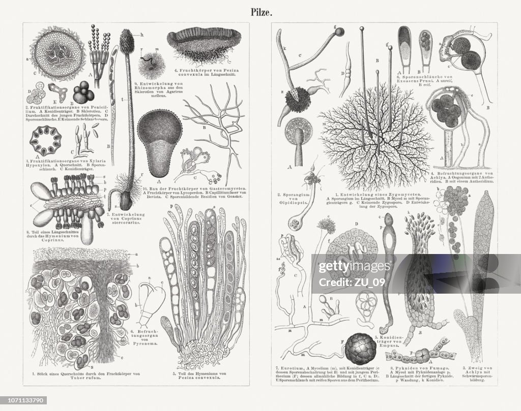 Mycelium of mushrooms (greatly enlarged), wood engravings, published in 1897