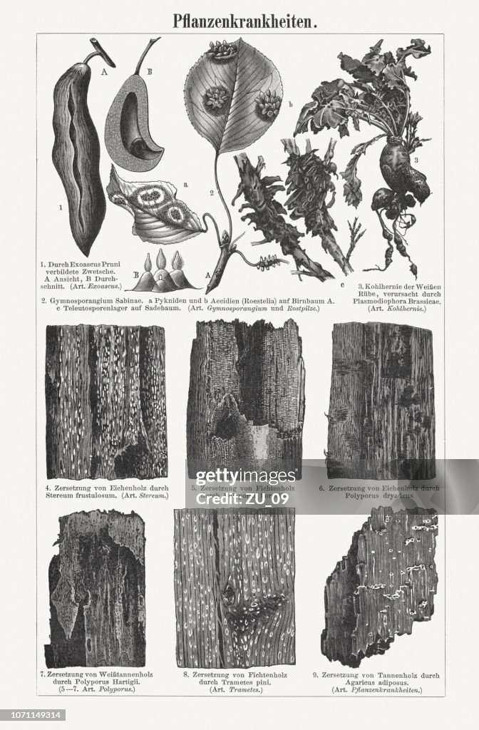 Plant pathology (Phytopathology), wood engravings, published in 1897