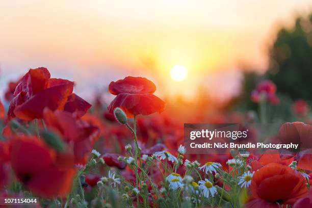 the great outdoors - armistice day fotografías e imágenes de stock