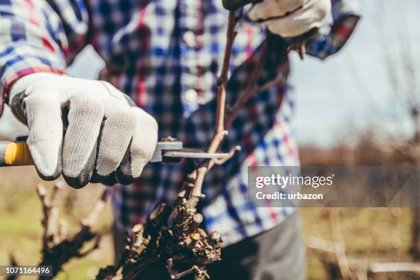 reifer mann beschneiden obstbäume und weinberg - ast baum hand frühling stock-fotos und bilder