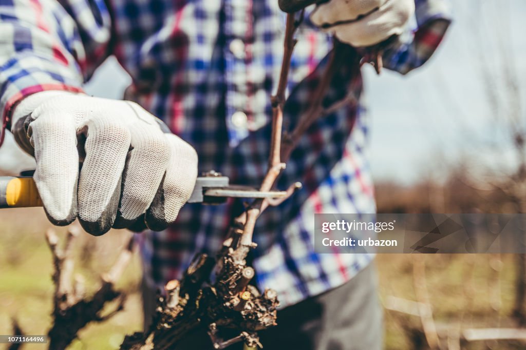 Mature man pruning fruit trees and vineyard
