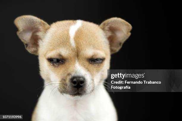 crying dog - chihuahua dog foto e immagini stock