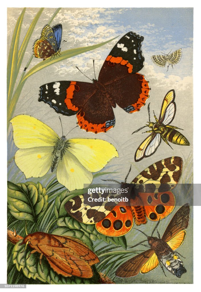 Butterflies and moths