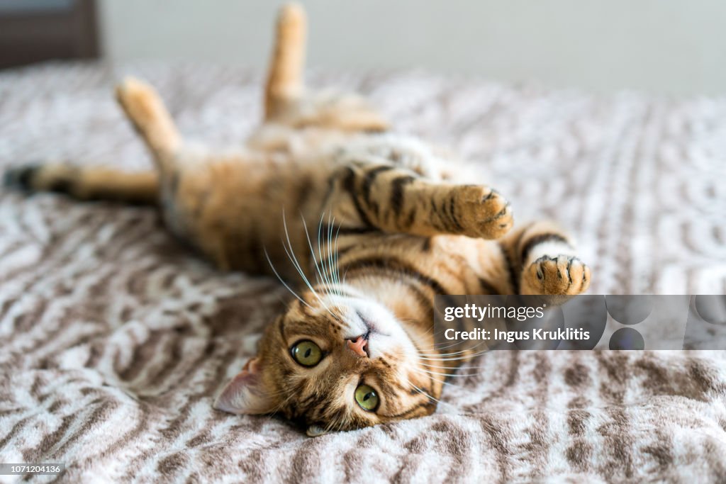 Cute bengal funny cat playing