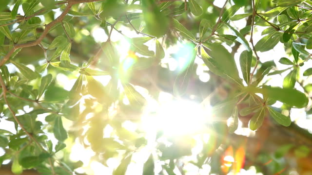 치앙마이 태국에 햇빛으로 나무의 잎