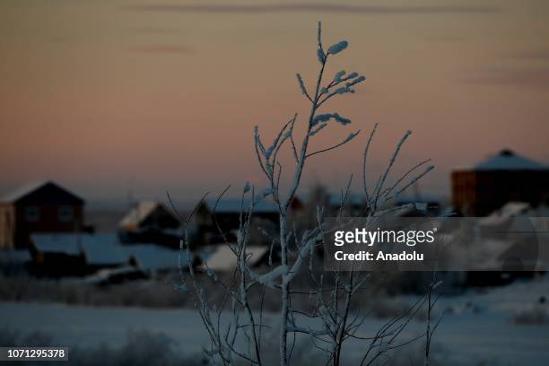 Trees are covered with ice below minus 25 degrees Celsius in Salekhard town of Yamalo-Nenets autonomous district, Russia on December 10, 2018.